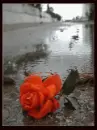 RED ROSE