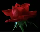 rose