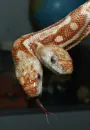 Two headed snake