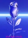 BLUE ROSE