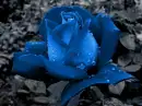 BLUE ROSE