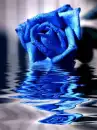 BLUE ROSE