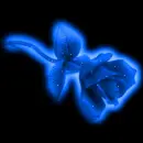 BLUE ROSE