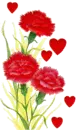valentine carnations