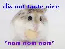 hammy