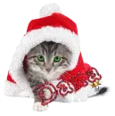 cute cat dana