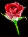 red rose
