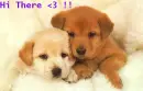 cute little puppies saying hi