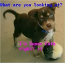 1 lil pup that like he said he is super cute