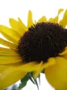 bienchen
