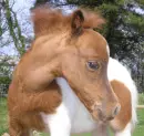 horses <3