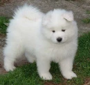 Cute Pups