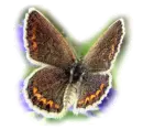 moth / butterfly