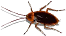 cockroach