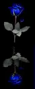 rosa azul