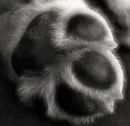 wolfi