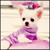 Dogs