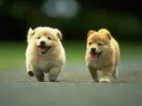 perritos