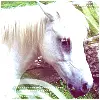 White Horse