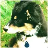 Cute Puppy