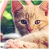 Cute Cat