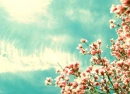 pretty flower background