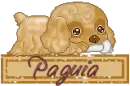 Puppy - Paguia