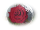 A Rose