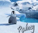 rodney penguin