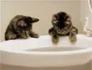 funny cittens