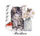 Kitten With Butterfly Hello - Parihan
