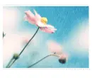 Rainy