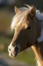 pony2