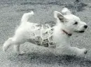 puppy!