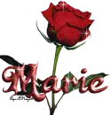 red rose marie