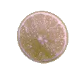 Fruit 03