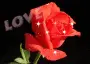 Red Rose