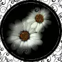 BEAUTIFUL FLOWER 