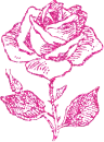 rose