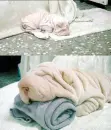 Dog or towel ?