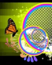 colourful butterfly