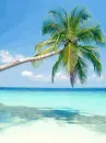 palm tree and beach
