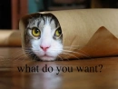 What Do You Want?