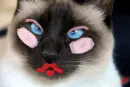 Pretty Kitty