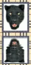 panther
