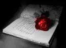 Red Rose 