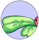 Raupe