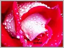 rose ...