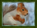 The squirrel.