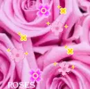pink roses icon
